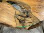 Preview: Tree trunk coffee table with glass top, irregular shape