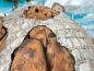 Preview: Außergewöhnliche Holzskulptur „Schildkröte“ aus Holz