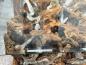Preview: Baumwurzel Couchtisch Root aus Teakholz