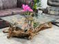 Preview: Baumwurzel Couchtisch Root aus Teakholz