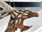 Preview: Einmalige Holzdeko Skulptur / Dekofigur "Eagle"