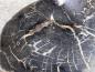 Preview: Einzigartiger Couchtisch aus versteinerten Baumscheiben "Stone Age" 91 cm