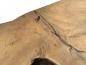 Preview: Konsole aus einer Baumwurzel "ROOTS", ca. B120 x T45 x H80,5 cm