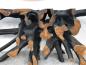 Preview: Wurzelholz-Sideboard-Teakholz-mit Aluminium