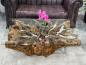 Preview: Baumwurzel Couchtisch Root aus Teakholz
