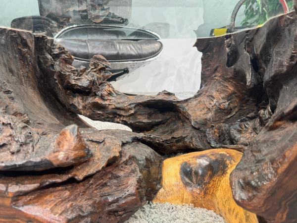 Living room table made from Suar tree trunk with glass top, approx. 83 x 75 x 39 cm.